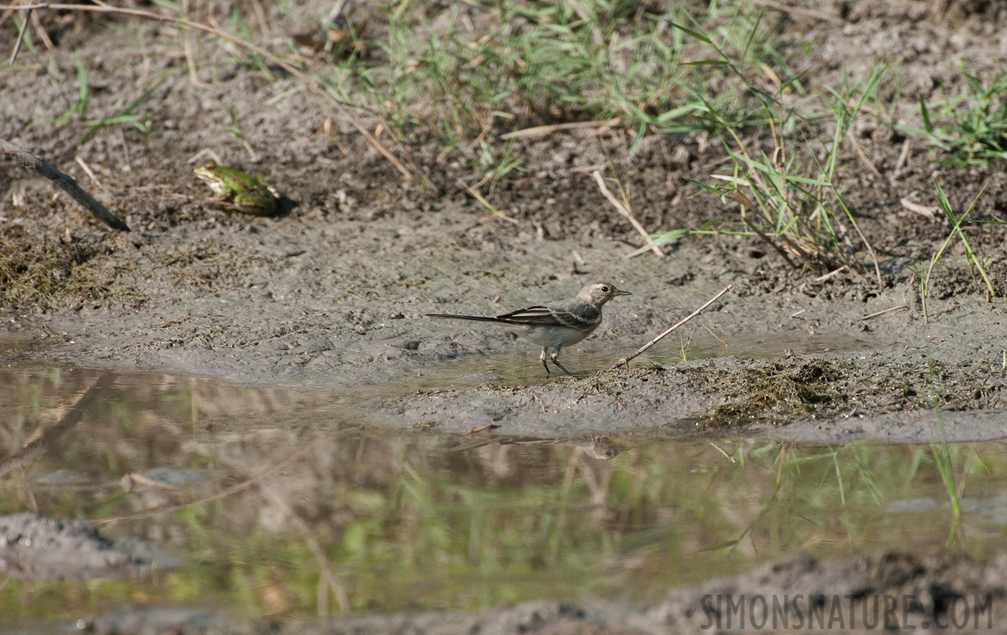 Hungary - Motacilla citreola [550 mm, 1/2500 sec at f / 8.0, ISO 1600]